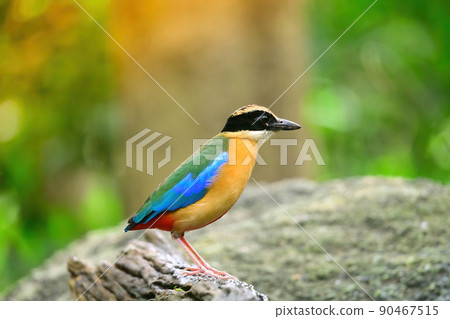 bluewingedpitta a kind of bird that bird watchers pay attention because of the beautiful colors and its beautiful singing voice bluewingedpitta a kind of bird that bird watchers pay attention because of the beautiful colors and its beautiful singing voice 90467515