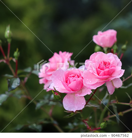 Beautiful pink roses with dew drops in the garden. Ideal for background greeting cards Beautiful pink roses with dew drops in the garden. Ideal for background greeting cards 90467562