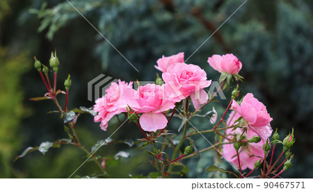 Beautiful pink roses with dew drops in the garden. Ideal for background greeting cards 90467571
