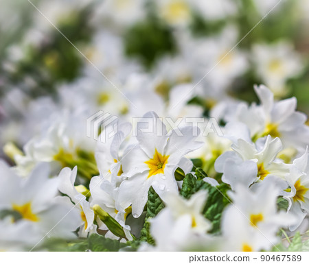 Blooming white primrose in the spring garden. Natural background 90467589