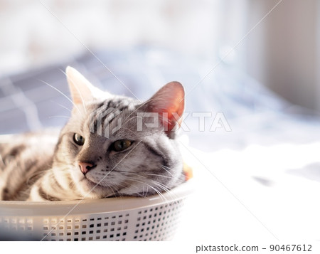 cute young handsome AMERICAN SHORT HAIR breed kitty grey and black stripes home cat portraits relaxing in a white basket in bedroom with blur indoor environment background. cute young handsome AMERICAN SHORT HAIR breed kitty grey and black stripes home cat portraits relaxing in a white basket in bedroom with blur indoor environment background. 90467612