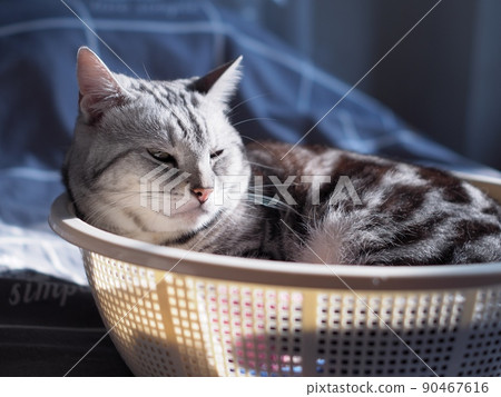 cute young handsome AMERICAN SHORT HAIR breed kitty grey and black stripes home cat portraits relaxing in a white basket in  bedroom with blur indoor environment background. 90467616