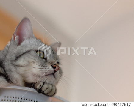 cute young handsome AMERICAN SHORT HAIR breed kitty grey and black stripes home cat portraits relaxing in a white basket in  bedroom with blur indoor environment background. 90467617