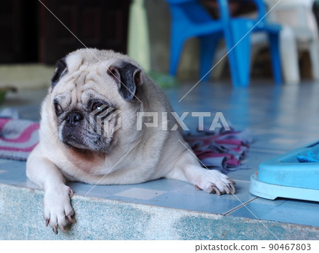 lovely white fat cute pug portraits relaxing on country home garden outdoor lovely white fat cute pug portraits relaxing on country home garden outdoor 90467803