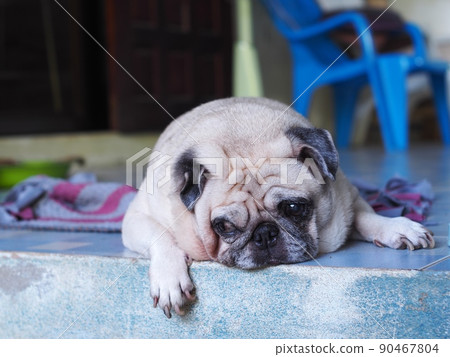 lovely white fat cute pug portraits relaxing on country home garden outdoor  90467804
