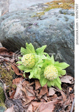 早春的野花莖[Fukinoto]日本原產的野生植物☆Fukinoto款冬芽 90467907