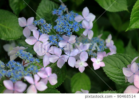 花繡球花 90468514