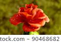 Rose Flower Growth close up 3d rendering 90468682