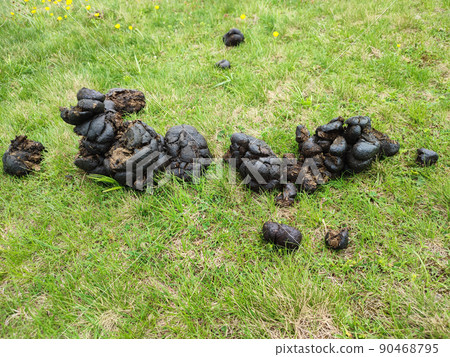 Pile of horse manure on green grass top view 90468795