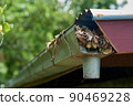 A house gutter is blocked by fallen leaves. 90469228