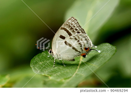 Antigius attilia 休息它的翅膀 Antigius attilia 休息它的翅膀 90469294