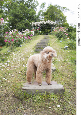 Rose and toy poodle 90469509