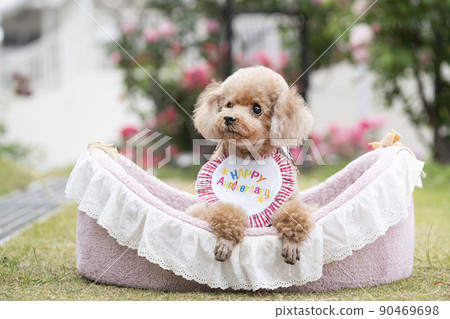 生日玩具貴賓犬 90469698