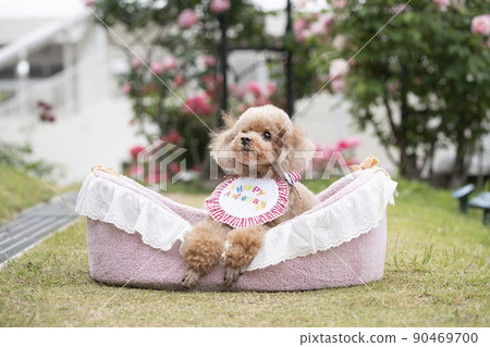 Ipudol in bed with roses Ipudol in bed with roses 90469700