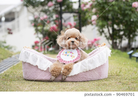 Ipudol in bed with roses Ipudol in bed with roses 90469701