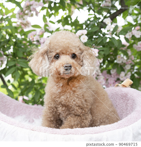 Pink rose and toy poodle - Stock Photo [90469715] - PIXTA