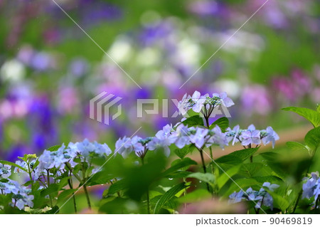 花繡球花 90469819