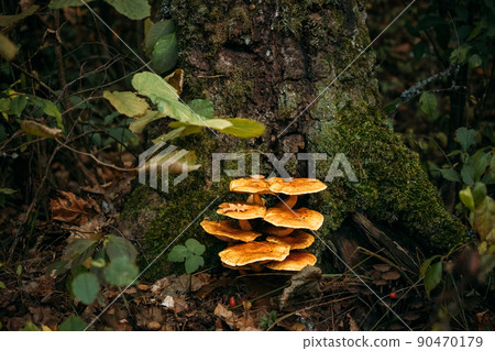 Enoki - Flammulina velutipes, also known as velvet shank, is a species of edible mushroom in the family Physalacriaceae Enoki - Flammulina velutipes, also known as velvet shank, is a species of edible mushroom in the family Physalacriaceae 90470179