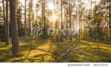 Europe. Forest , . Beautiful Sunset Sun Sunshine In Sunny Autumn Coniferous Forest. Sunlight Sunrays Shine Through Woods In Forest Landscape. View Of Fallen Tree Trunk. 4K 90470191