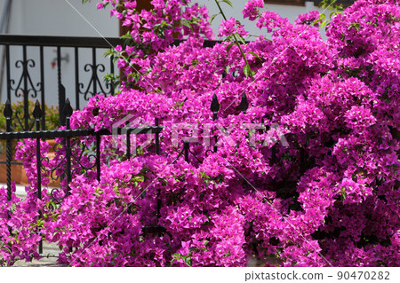 Purple Bougainvillea flower on fence 90470282