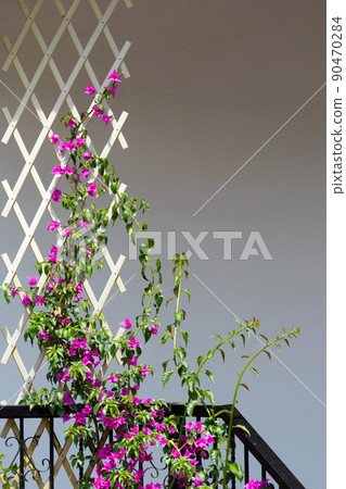 Purple Bougainvillea flower on fence 90470284