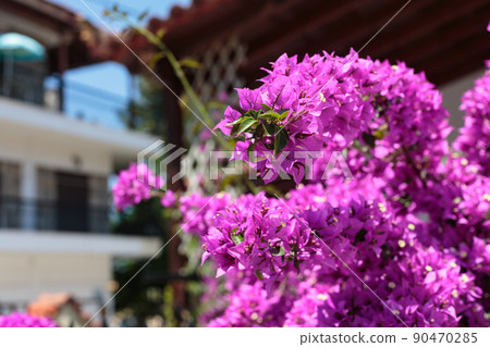 Purple Bougainvillea flower on fence 90470285