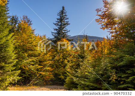 autumn panorama background with colorful trees 90470332