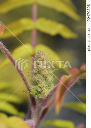 Staghorn sumac 90470508