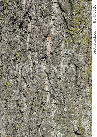 Caucasian lime 90470520