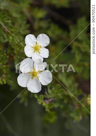 Shrubby Cinquefoil Abbotswood 90470521