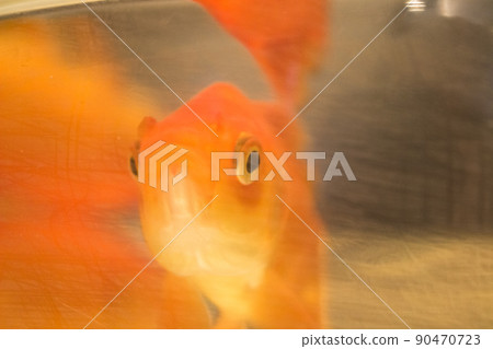 Muzzle of a goldfish. 90470723