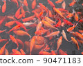 Red carp fish. 90471183