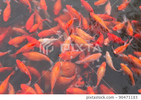Red carp fish. Red carp fish. 90471183