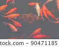 Red carp fish. 90471185