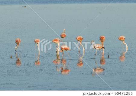 Flock of flamingos in a salty lagoon,, Argentina Flock of flamingos in a salty lagoon,, Argentina 90471295