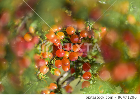 Small red wild fruits in the Pampas forest, Patagonia, Argentina 90471296