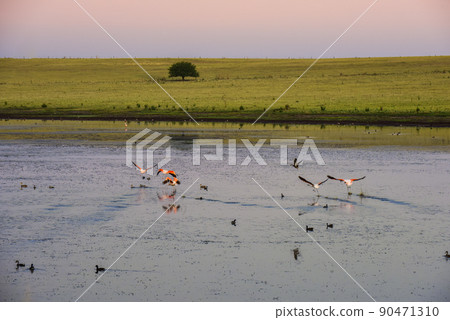 Summer landscape, Pampas, Patagonia, Argentina Summer landscape, Pampas, Patagonia, Argentina 90471310