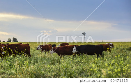 Cows raised with natural grass, Argentine meat production 90471315