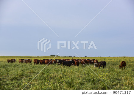 Cows raised with natural grass, Argentine meat production 90471317