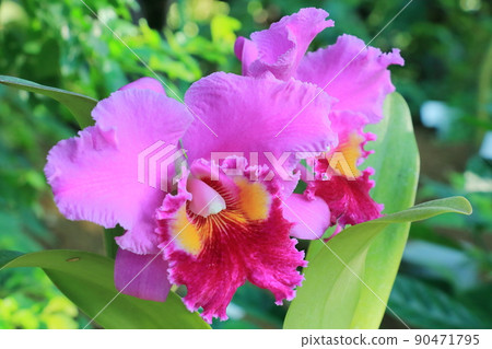Cymbidium western orchid breeding Cymbidium western orchid breeding 90471795