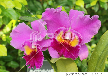 Cymbidium western orchid breeding 90471796
