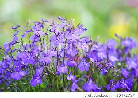 Blue delphinium beautiful flowers in summer garden. Blue delphinium beautiful flowers in summer garden. 90472757