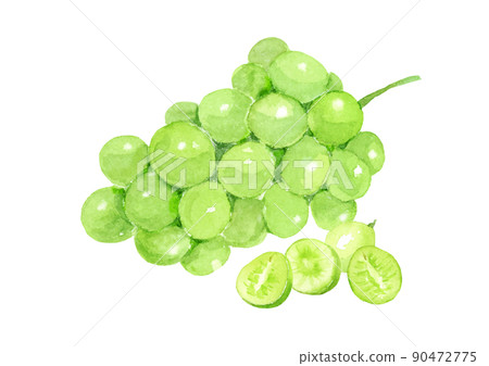 馬斯喀特水彩插圖矢量 馬斯喀特水彩插圖矢量 90472775