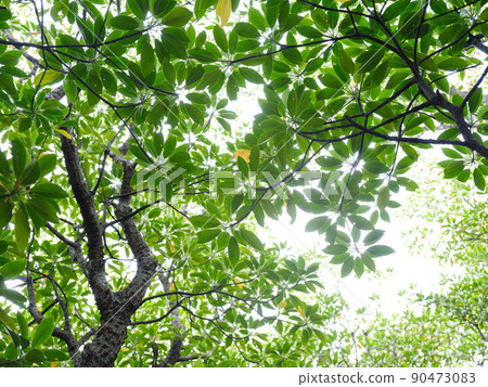 紅樹林 紅樹林 90473083