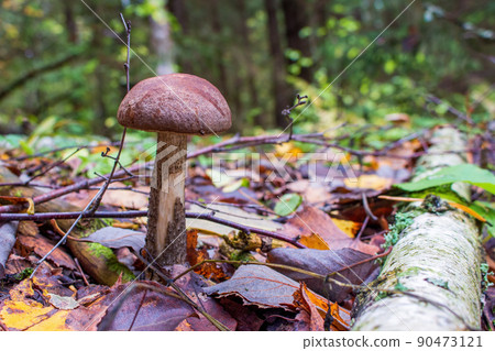 Leccinum scabrum, commonly known as the rough-stemmed bolete, scaber stalk, and birch bolete in the autumn forest Leccinum scabrum, commonly known as the rough-stemmed bolete, scaber stalk, and birch bolete in the autumn forest 90473121