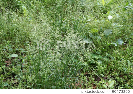 Poa annua 90473200