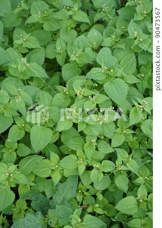毛茸茸的士兵白色和小花 毛茸茸的士兵白色和小花 90473567