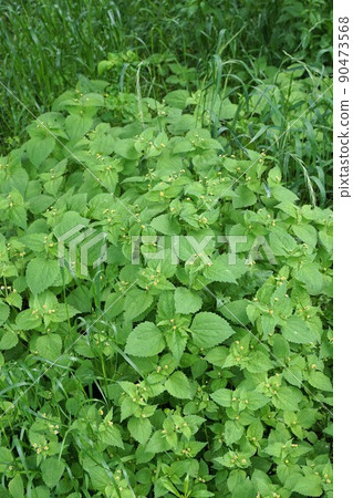 毛茸茸的士兵白色和小花 毛茸茸的士兵白色和小花 90473568