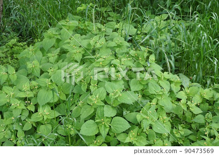 毛茸茸的士兵白色和小花 毛茸茸的士兵白色和小花 90473569