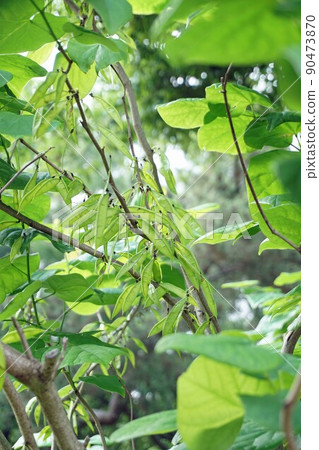 Hanezuou的幼果 90473870